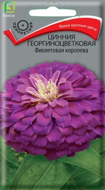 Сем. Цинния георгиноцв Фиол королева 0,4гр цв/уп(П Сем. Цинния георгиноцв Фиол королева 0,4гр цв/уп(П